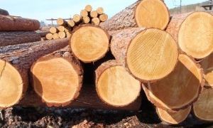 Плотность пород древесины: таблица, метод определения