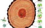 Годичные кольца деревьев — как образуются и что можно определить