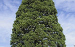 Секвойя: описание дерева, распространение, виды