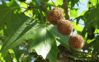 Платан: описание дерева, листьев и плодов, распространение
