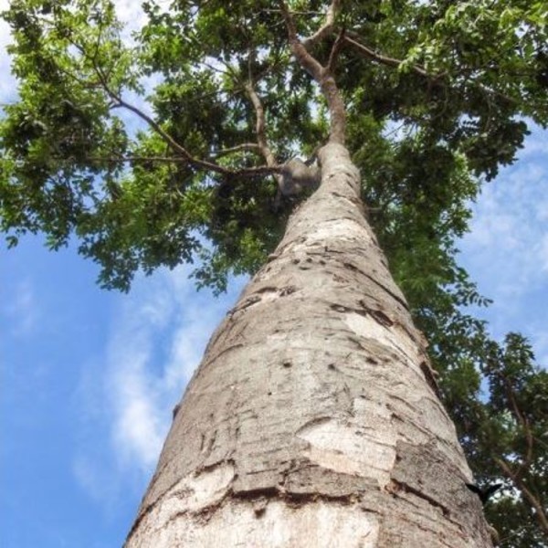 Дерево зебрано: описание, текстура, места произрастания