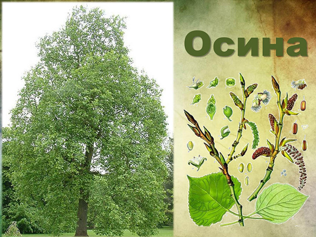 Осина: описание дерева, места произрастания, размножение