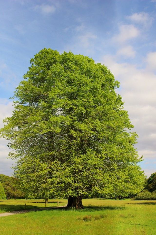 Белый дуб: описание дерева, посадка и уход, болезни и вредители