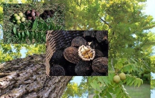 Черный орех: описание дерева, посадка и уход, болезни и вредители