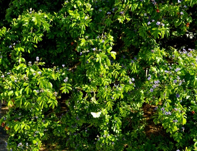 Бакаутовое дерево: описание, места произрастания, применение