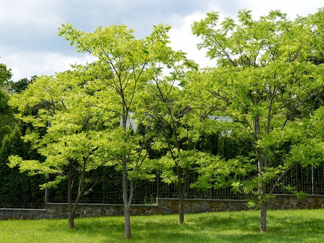 Амурский бархат: описание дерева, применение, распространение