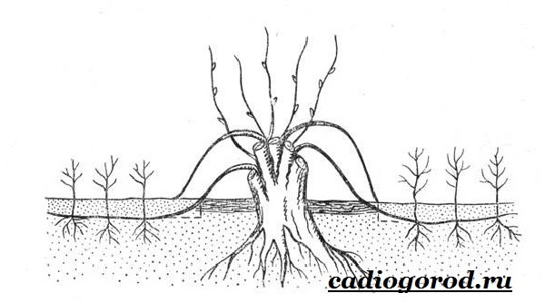 Тутовое дерево (шелковица): описание, распространение, уход