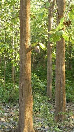 Тик (тиковое дерево): свойства дерева, описание, распространение