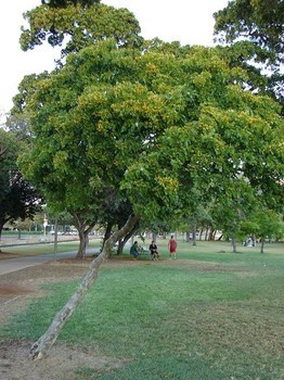 Бакаутовое дерево: описание, места произрастания, применение