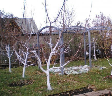 Обработка деревьев и кустарников осенью и подготовка к зиме