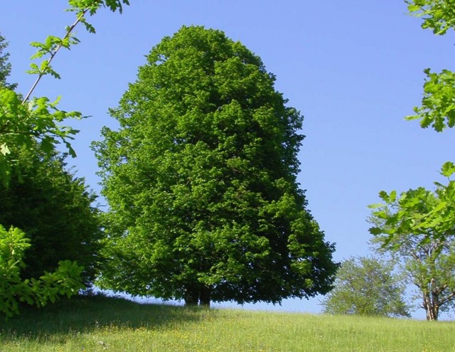 Граб: описание дерева, виды, размножение, применение