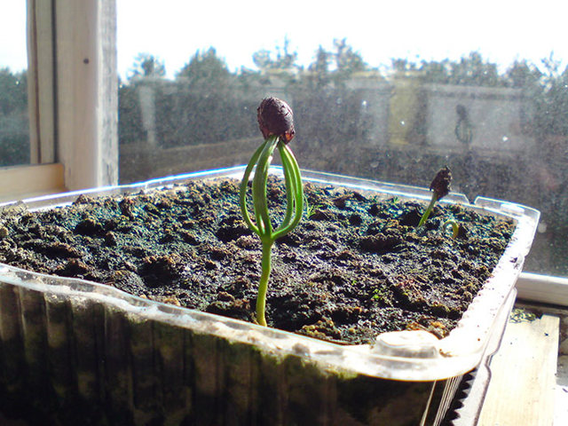 Как посадить кедр на садовом участке: из орешка, саженец
