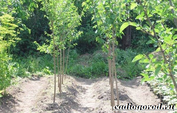 Тутовое дерево (шелковица): описание, распространение, уход