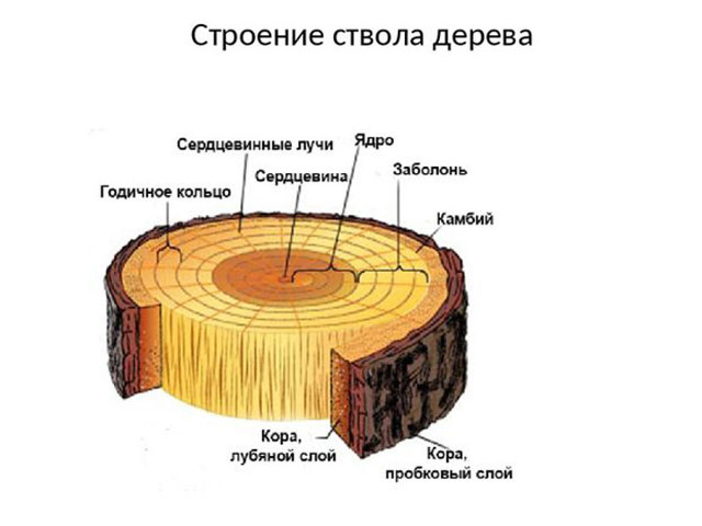 Заболонь древесины - определение, классификация, применение