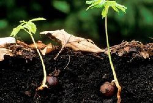 Как посадить каштан: из ореха, в горшок, семенами, саженцами