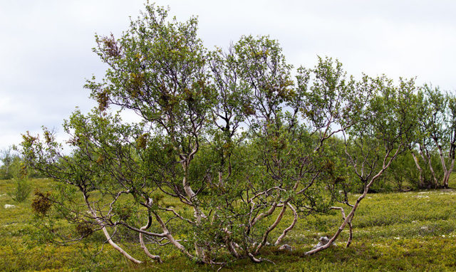 Береза - русское дерево: описание дерева, виды и сорта, применение, посадка
