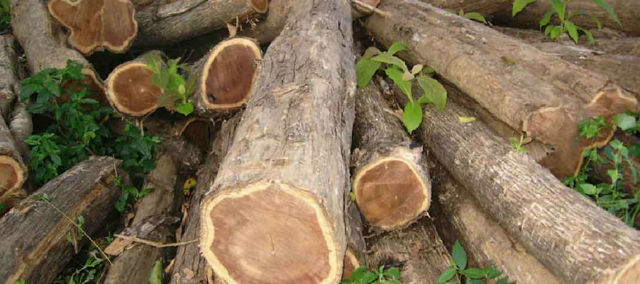 Тик (тиковое дерево): свойства дерева, описание, распространение