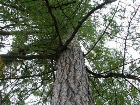 Древесина лиственницы: свойства, характеристики, применение