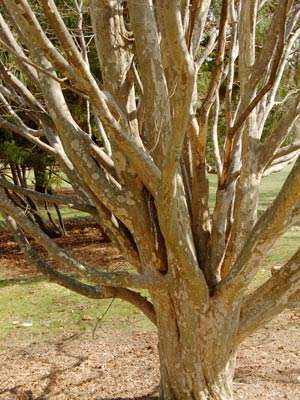 Железное дерево: виды, плотность, применение