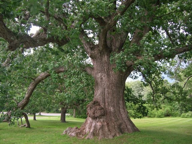 Белый дуб: описание дерева, посадка и уход, болезни и вредители