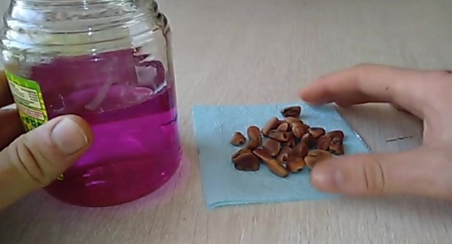 Как правильно вырастить кедр из кедрового орешка в домашних условиях