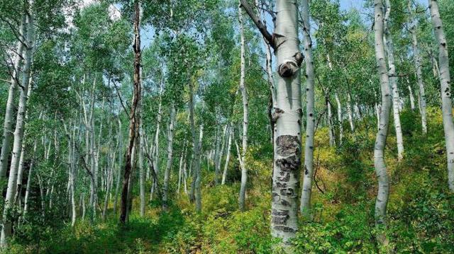 Береза пушистая: описание дерева, особенности, размножение