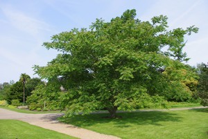 Орех маньчжурский: описание дерева, применение, выращивание