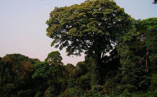 Дерево зебрано: описание, текстура, места произрастания