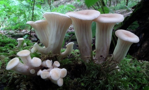 Древесные грибы: виды, польза и вред, применение