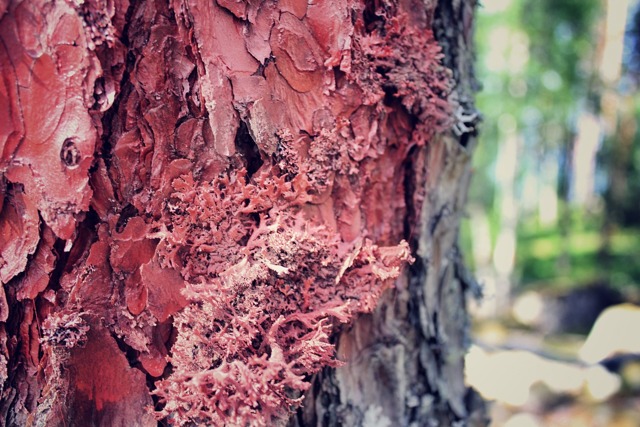 Красное дерево: породы, описание, свойства, распространение