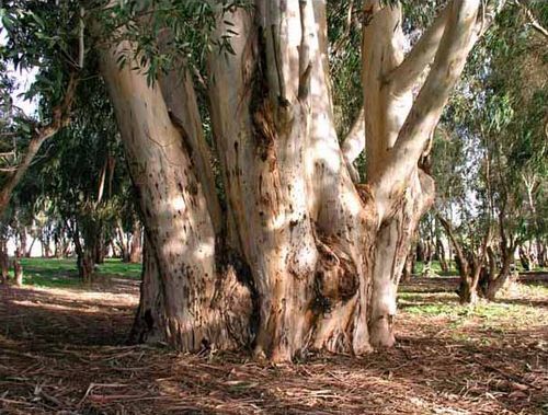 Эвкалиптовое дерево: описание, места произрастания, продолжительность жизни