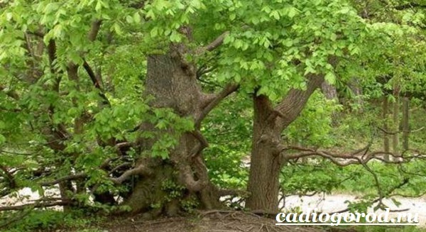 Вяз (карагач): описание дерева, места произрастания, виды