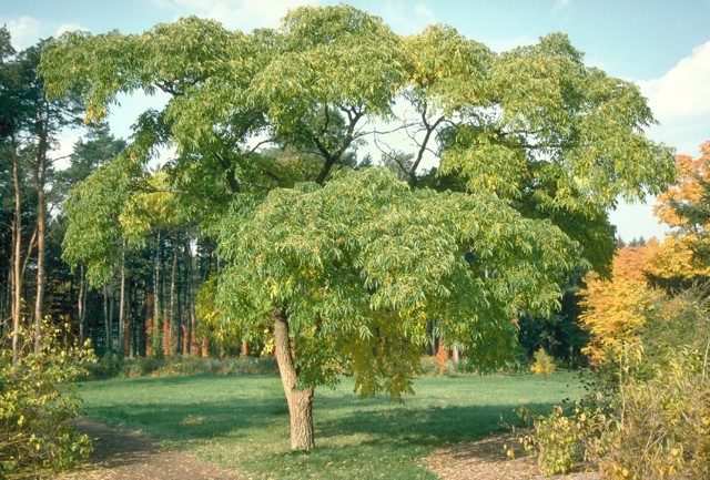 Амурский бархат: описание дерева, применение, распространение