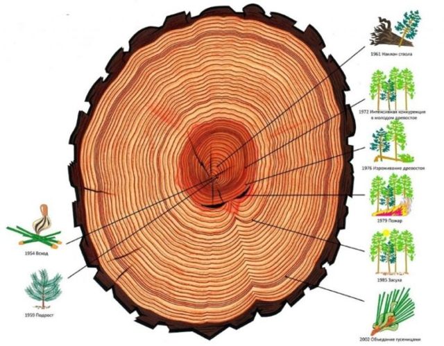 Годичные кольца деревьев - как образуются и что можно определить
