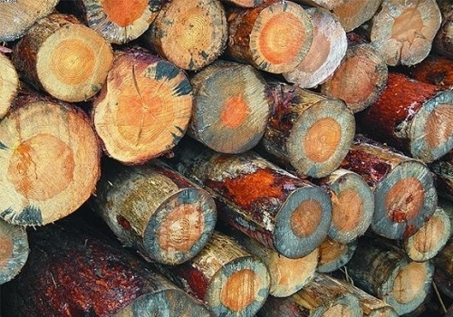 Обработка древесины от грибка и плесени: средства, методы