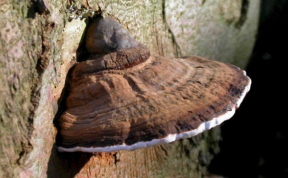 Древесные грибы: виды, польза и вред, применение