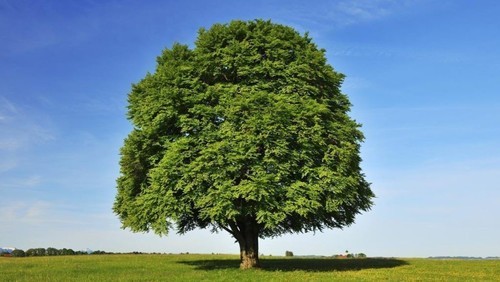 Бук: описание дерева, виды, посадка и уход, распространение