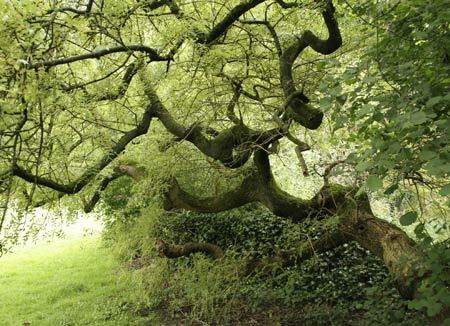 Ясень - все о дереве: описание дерева, виды, места произрастания