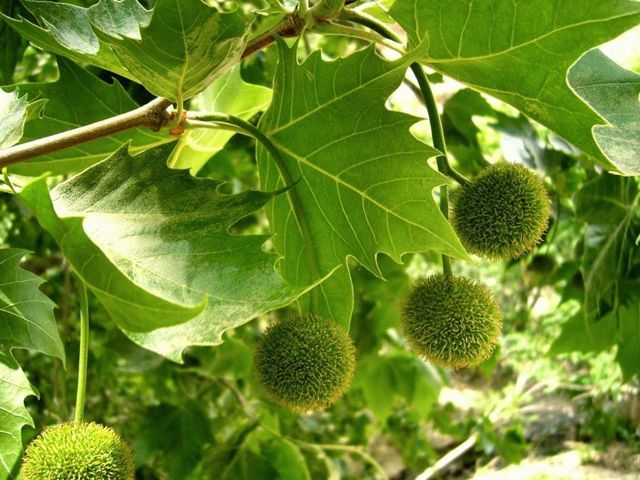 Платан: описание дерева, листьев и плодов, распространение