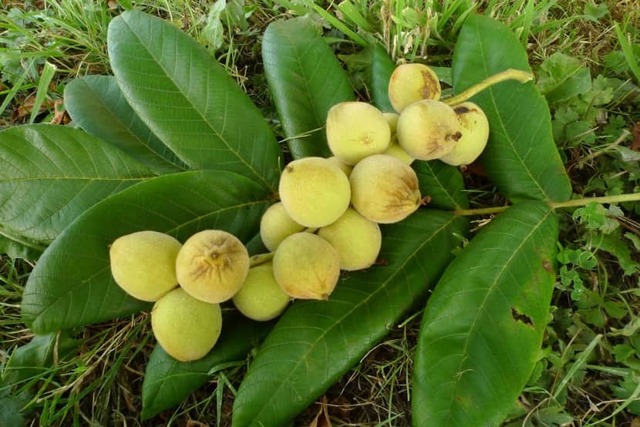 Орех маньчжурский: описание дерева, применение, выращивание