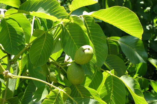 Грецкий орех: описание дерева, сорта, распространение