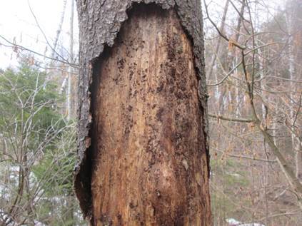Обработка древесины медным купоросом: назначение, меры предосторожности