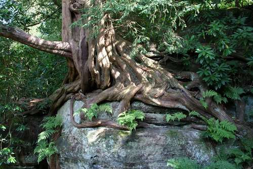 Железное дерево: виды, плотность, применение