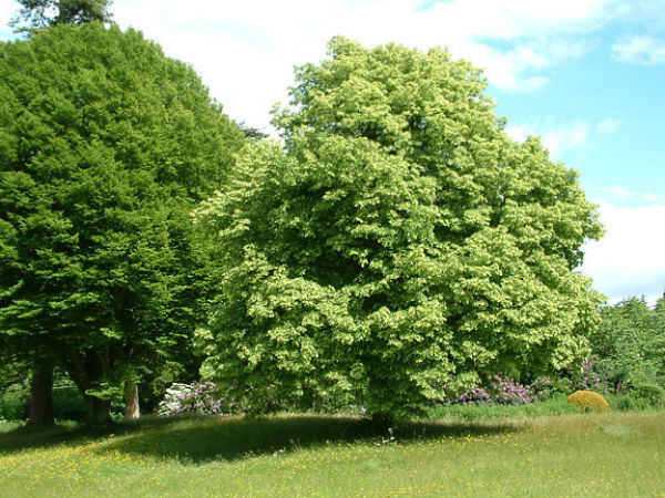 Липа: описание дерева, виды и сорта, продолжительность жизни