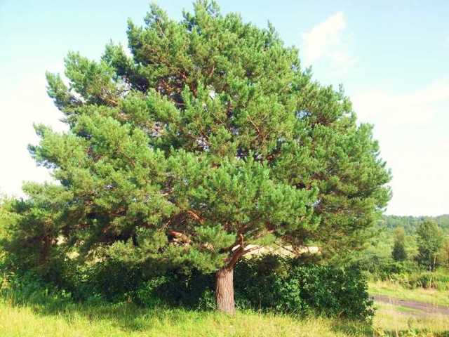 Кедр: описание дерева, продолжительность жизни, посадка и уход, виды