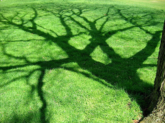 Ясень - все о дереве: описание дерева, виды, места произрастания