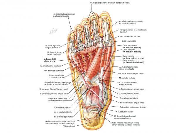 Hallux Valgus – болезнь косточек на ногах