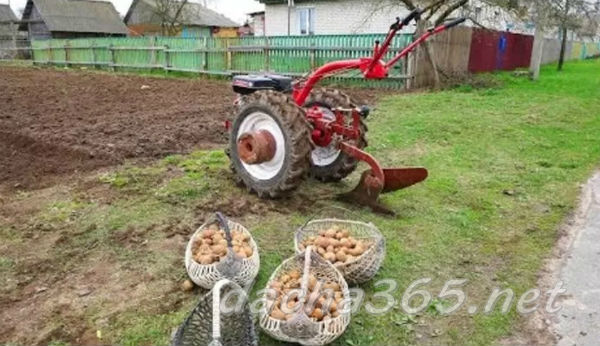 Посадка картошки мотоблоком под окучник