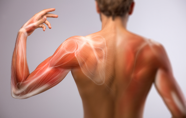 Что нужно знать о боли в мышцах?