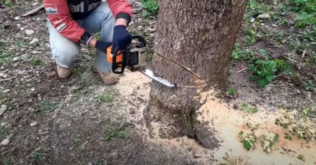 Как спилить толстое дерево бензопилой